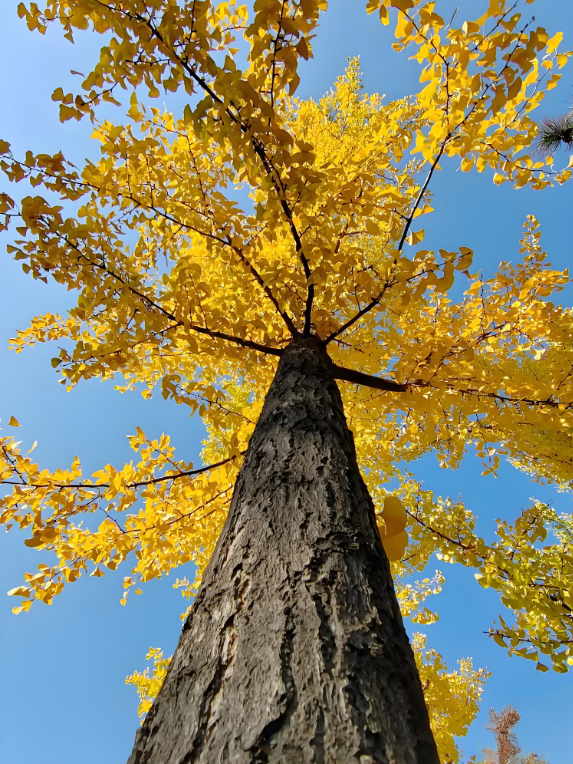 金秋致信：寰宇板材以質(zhì)踐諾，回饋每一份信賴